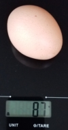 Chicken Egg