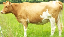 A2/A2 Guernsey Cow