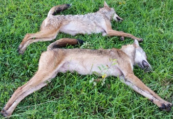 Dead Coyotes