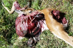 Deer Killed by Coyotes